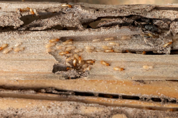 Best Pest Removal Services  in Ishpeng, MI